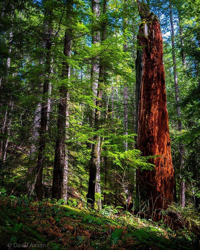 A vibrant forest scene features tall trees, lush greenery, and a large dead tree trunk in a peaceful woodland setting.