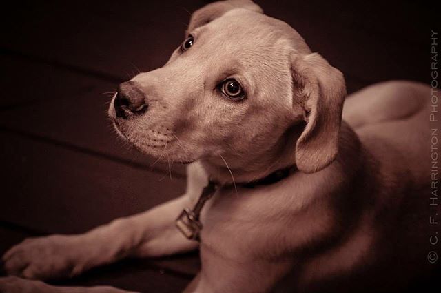 A light brown labrador puppy laying down, looking curious with soft and natural lighting.
