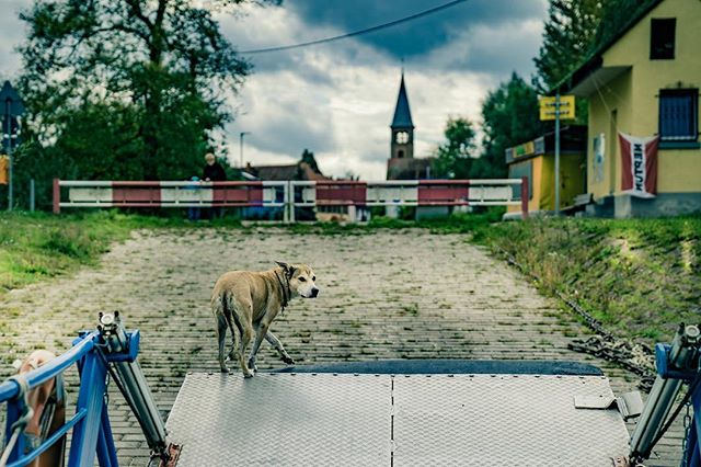 A dog walks along a ferry ramp in a village with a church in the background.