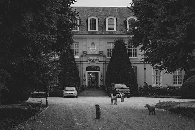Black and white photo of a mansion with several dogs in the driveway and cars parked in front.