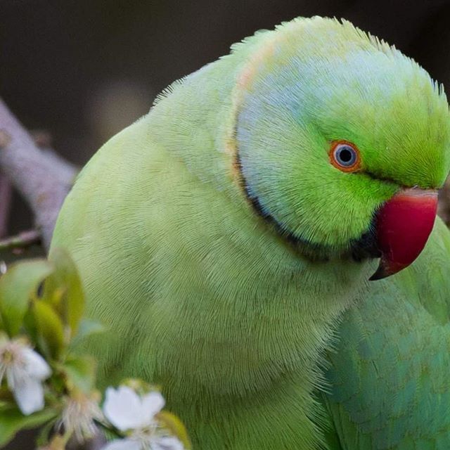 A vibrant green indian ringneck parakeet with a red beak perches in nature.