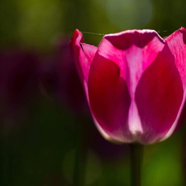 A vibrant pink tulip is in focus against a blurred green background, showcasing its delicate petals.