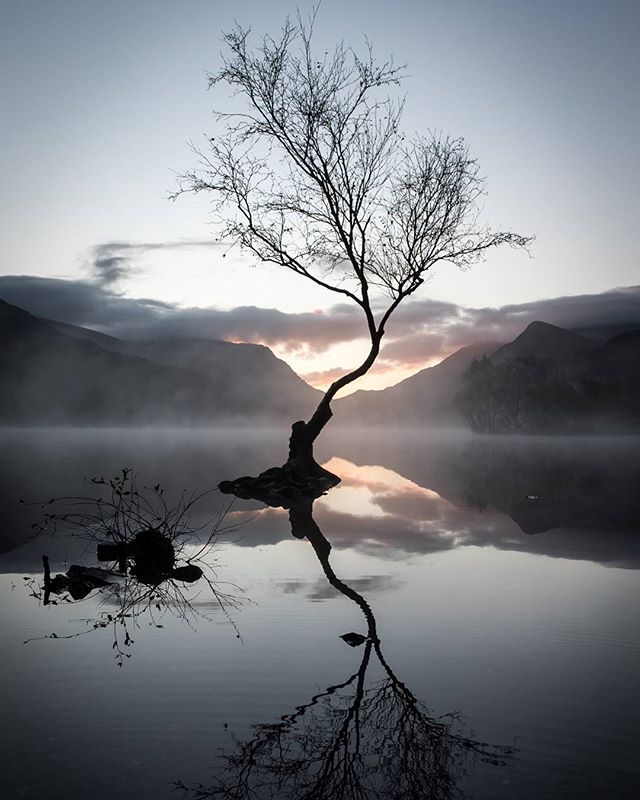 A serene view of a solitary tree reflected in calm lake waters, set against a misty mountain backdrop.