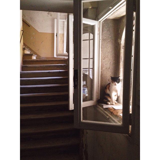 A calico cat sits in a bright window in an old building with stairs visible in the background.
