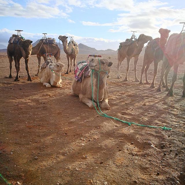 Camels with saddles relax in the desert landscape against a backdrop of distant mountains under a bright sky.