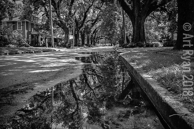 A black and white image shows a tree-lined street reflected in a puddle after a rain, capturing urban tranquility.