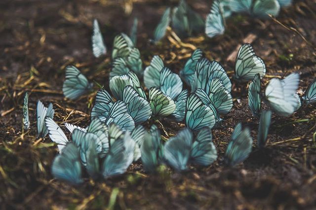 Many white butterflies rest together on the ground in a tranquil scene.