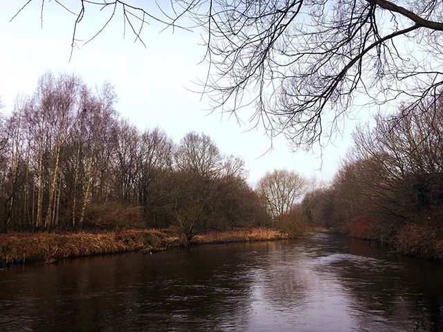 A tranquil river flows through a forest landscape, offering a peaceful scene of nature.
