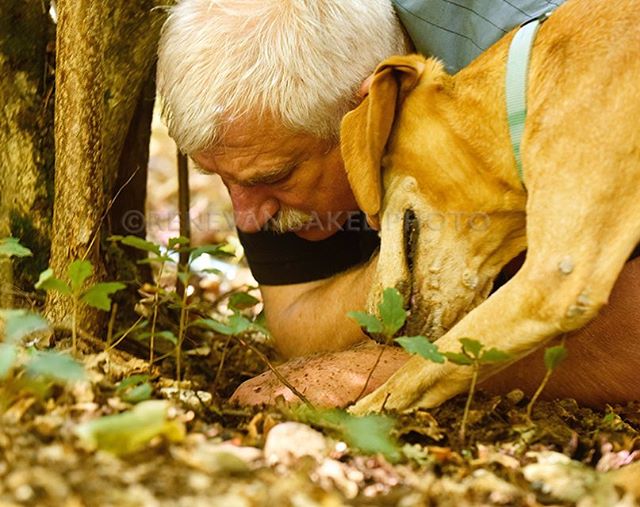 A man and his dog search for truffles in a forest, showcasing the unique relationship between humans and animals in foraging.