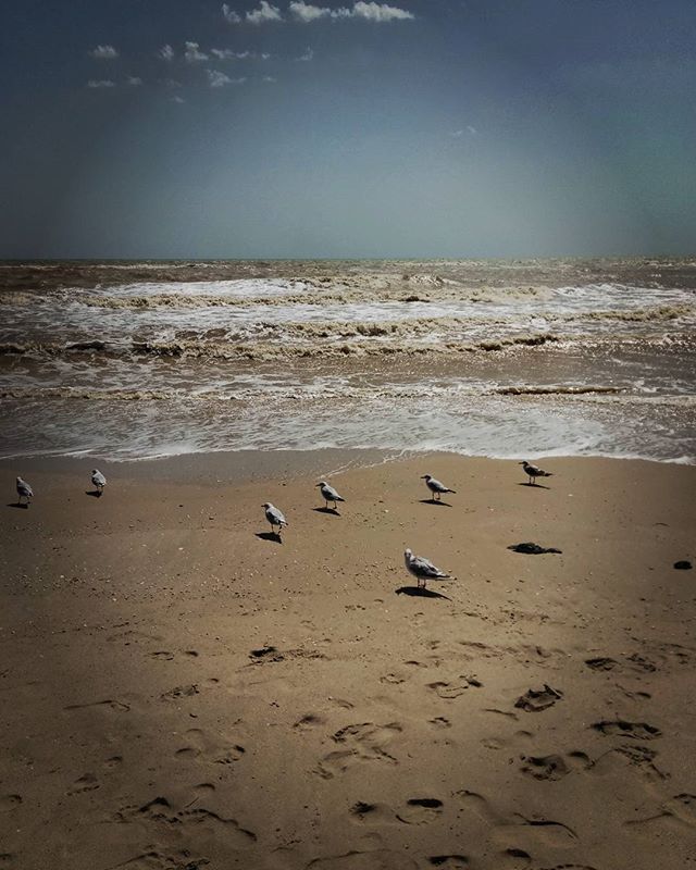 Seagulls stand on the sandy beach as waves gently roll in, creating a serene and picturesque seascape.