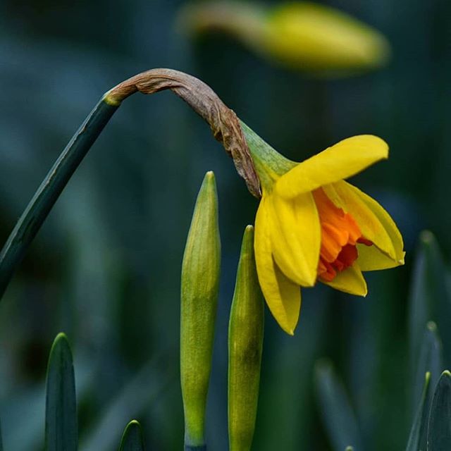 A close-up captures the serene beauty of a yellow daffodil surrounded by budding companions.