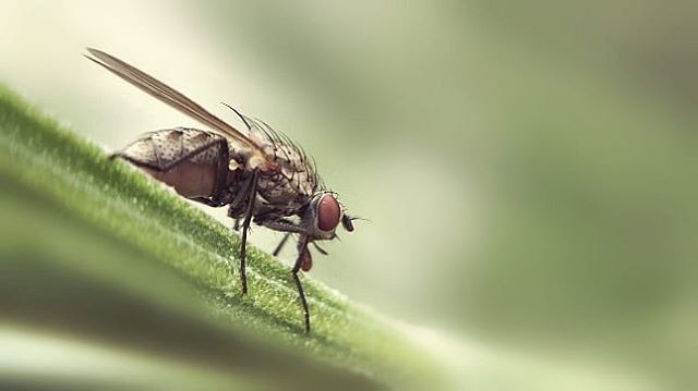 A detailed close-up of a fly resting on a green leaf, showcasing its intricate details.