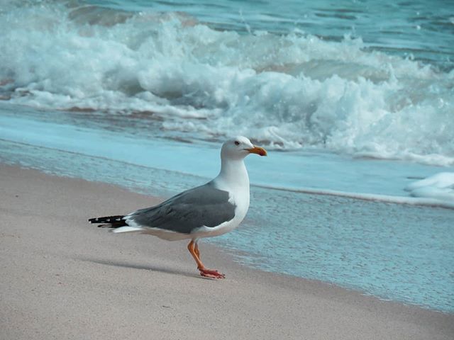 A seagull stands on a sandy beach with waves crashing in the background, a serene coastal scene.