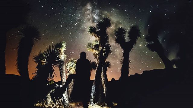 A silhouette of a person stands among Joshua Trees under a starlit night sky and the Milky Way, capturing a tranquil desert scene.
