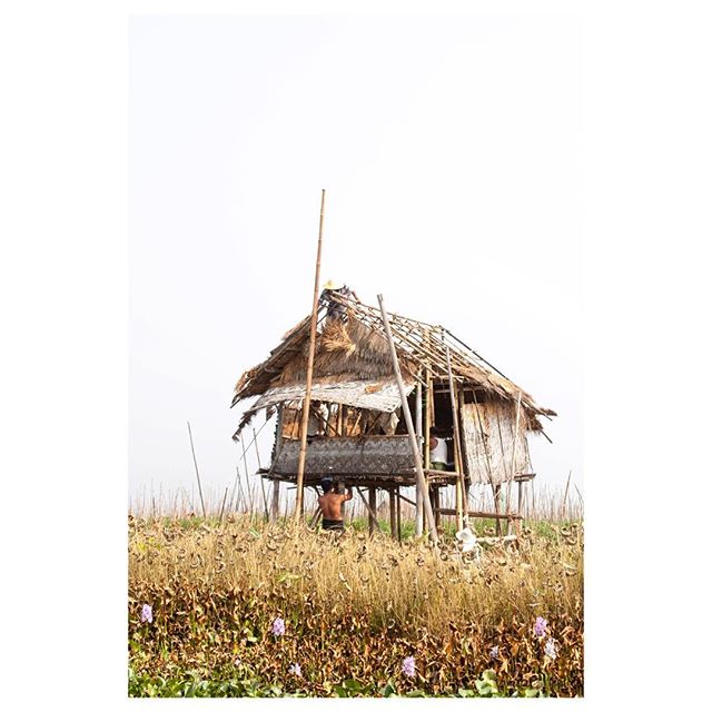 A man works on the thatched roof of a stilt house in a rural landscape.