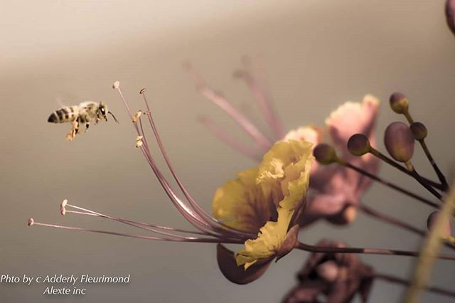 A bee is shown flying toward a yellow flower collecting pollen in a warm, natural setting.