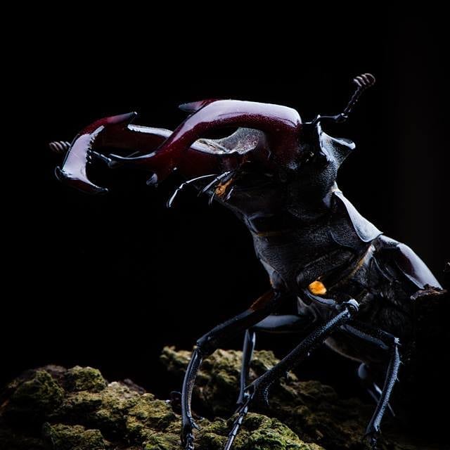 A detailed close-up shows a stag beetle against a black background, highlighting its unique features.