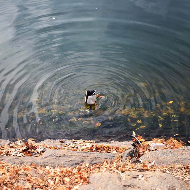 A duck dives headfirst into a pond, creating ripples in the tranquil water.