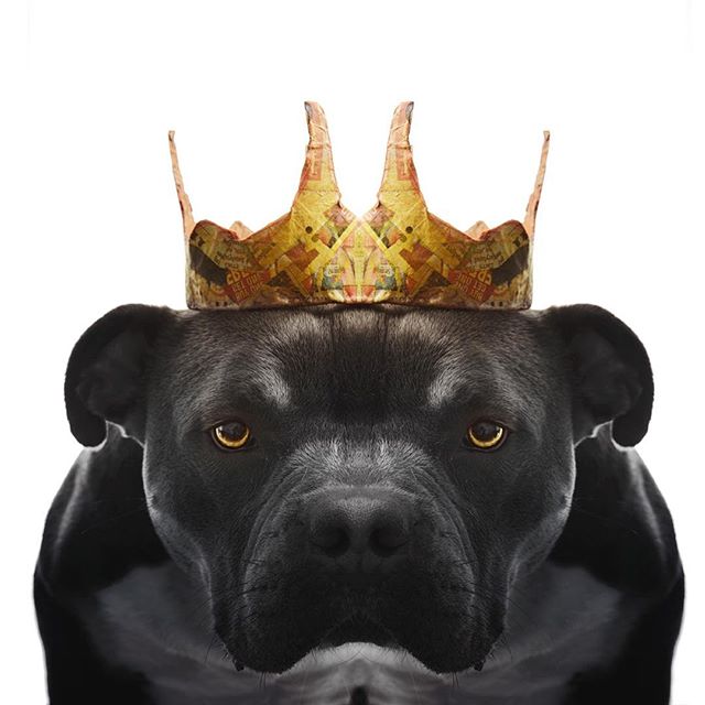 A pitbull wears a crown against a white background for a powerful portrait.