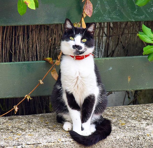 A black and white cat with a red collar sits calmly in front of a green fence.