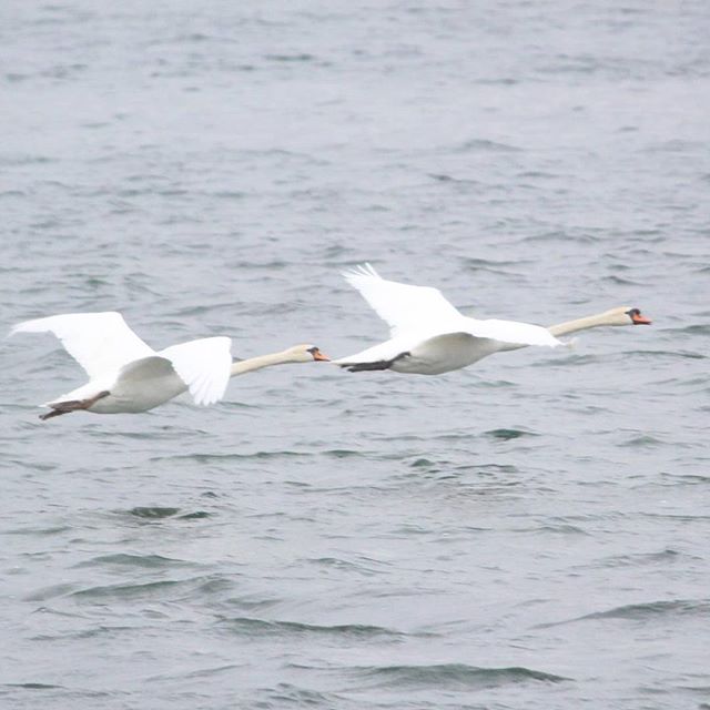 Two white swans are flying in unison above the open water of the sea.