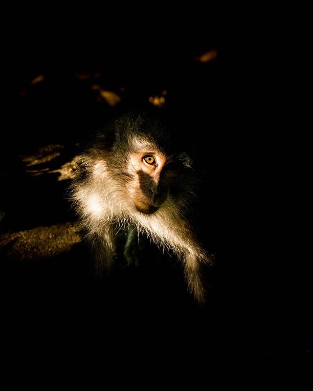 A monkey with expressive eyes peers from the shadows, a captivating portrait of wildlife in its natural habitat.