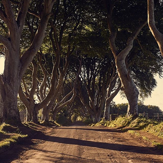 A scenic road lined with majestic trees creates a tranquil avenue in a rural landscape.