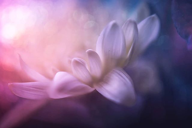 Dreamy macro of a flower with soft, diffused light creating a serene and tranquil mood. Pastel color palette.