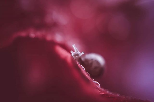 A tiny snail crawls on a red leaf dotted with dew in this dreamy macro shot.