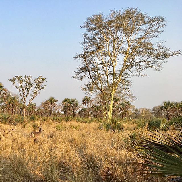 An antelope stands in a golden grassland with trees on the African savanna under a clear sky.