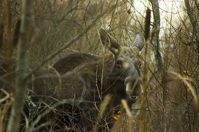 A moose stands among trees and reeds in its natural habitat, showcasing wildlife in a serene forest setting.