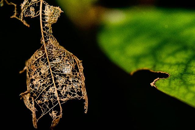 A decaying leaf reveals its intricate vein structure against a blurred green backdrop in a captivating close-up.