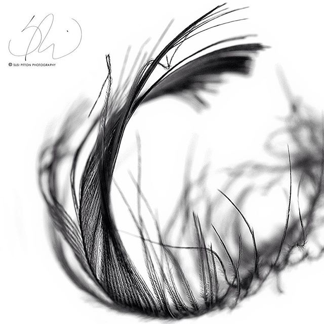 An elegant black and white image showcases the delicate texture and form of a curved feather. Perfect for minimalist designs.