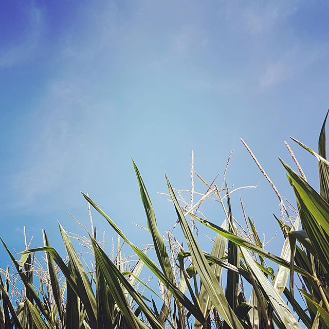 A low-angle shot of green corn stalks reaching toward a clear blue sky on a sunny day.