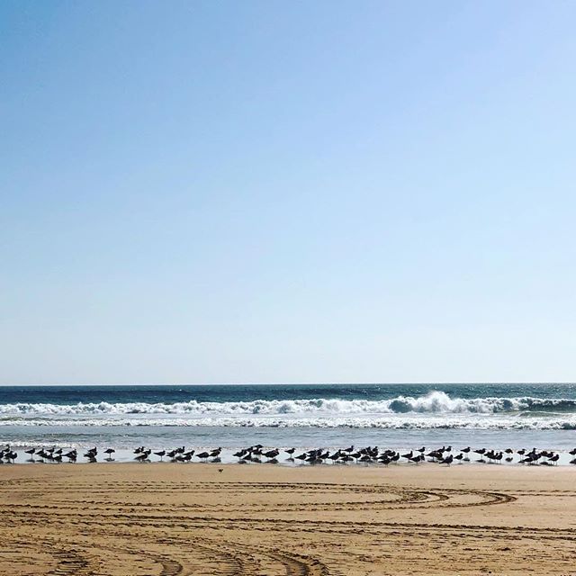 Seagulls rest on a sandy beach as waves meet the shore under a clear blue sky.