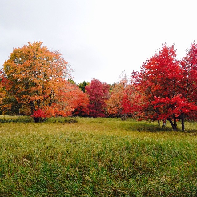 A vibrant autumn landscape featuring colorful trees and a lush meadow under a soft, natural light.