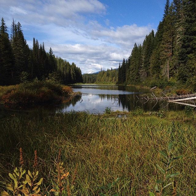 A tranquil lake surrounded by a dense forest under a blue sky with clouds.