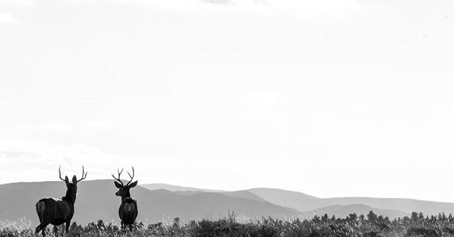 Two deer stand peacefully in a mountain landscape, showcasing the beauty of wildlife in a monochrome scene.