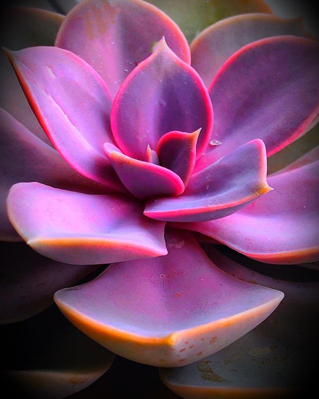 A close-up showcases a purple succulent, its petals creating a dreamy and colorful botanical display.