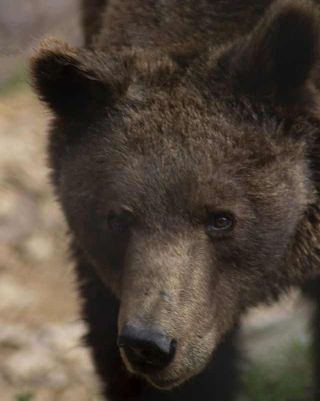 A close-up of a brown bear's face, capturing its calm and serene expression in soft, natural light.