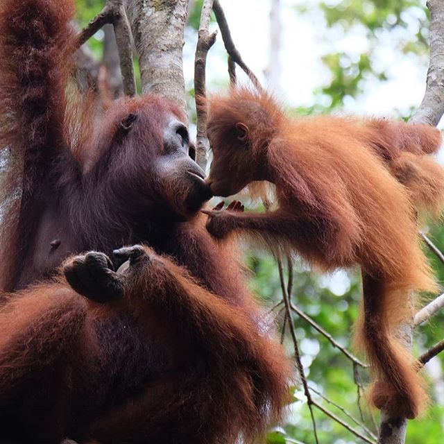 An orangutan mother and baby interact lovingly in a lush forest, showcasing wildlife affection.