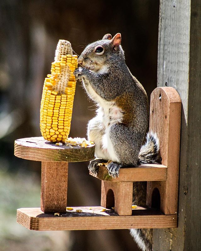 A squirrel sits on a wooden bird feeder eating corn on the cob in a sunny backyard setting.