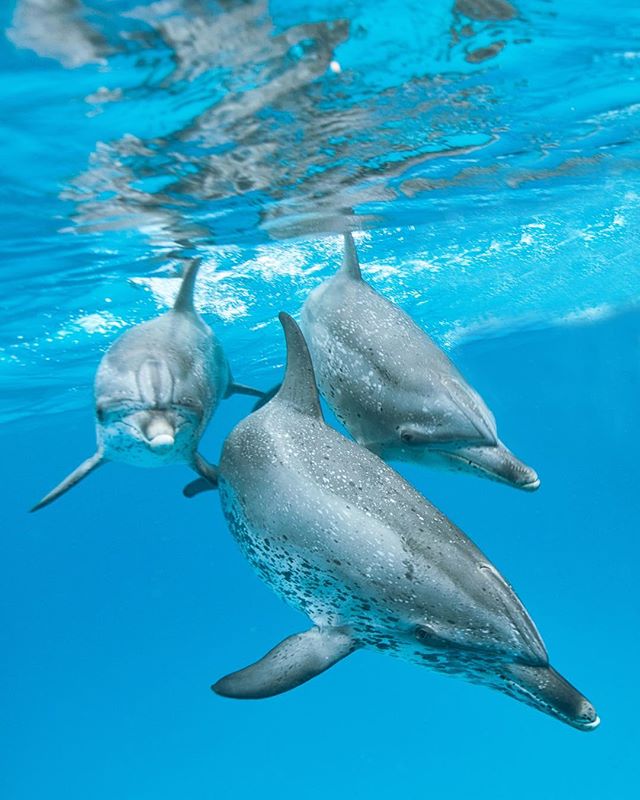 Three dolphins swim together in the clear blue ocean water, creating a serene underwater scene.