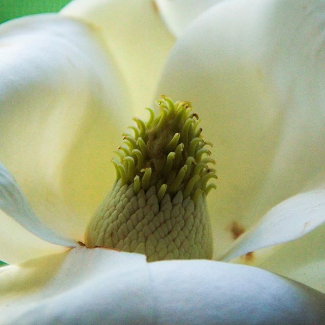 A close-up shows the pistil of a white magnolia flower, captured with a shallow depth of field.