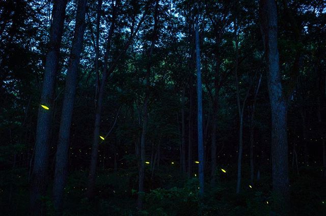 Fireflies glow softly in a tranquil forest at night, creating a magical and mysterious atmosphere.