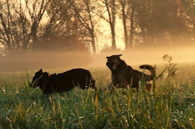 Two dogs run through a grassy field on a misty morning, bathed in warm light, capturing a serene and natural moment.