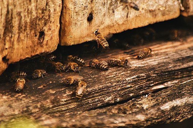 A close-up shows honey bees entering and leaving their wooden hive, set in a natural outdoor environment.