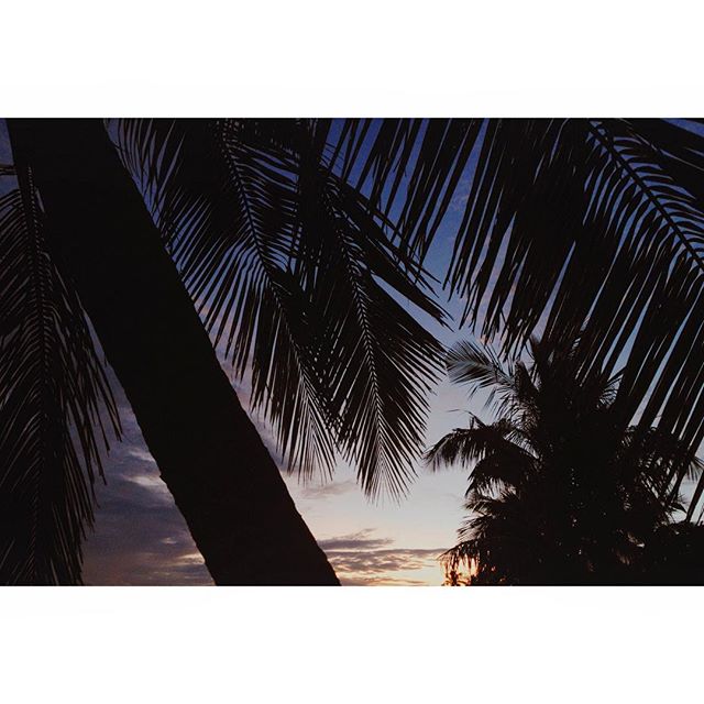 Silhouette of palm trees against a colorful sunset sky, evoking a sense of calm and tropical escape.