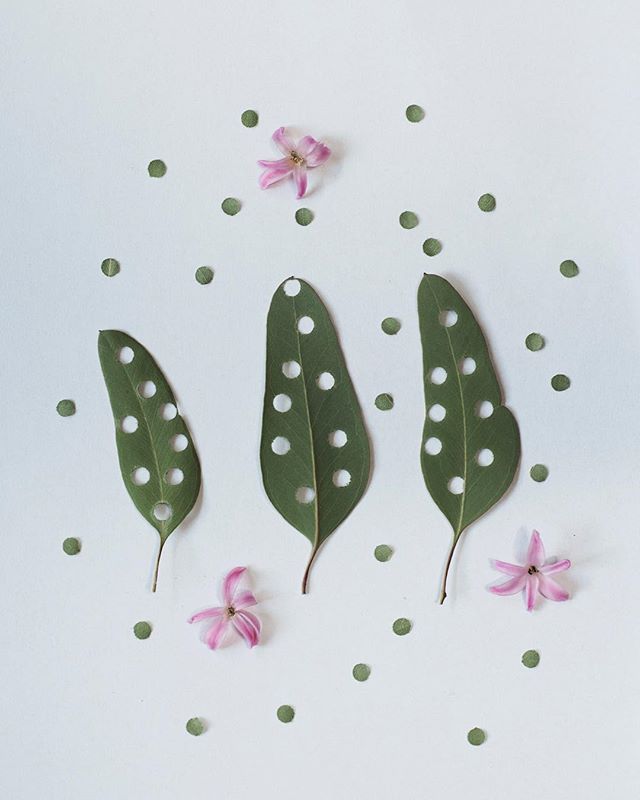 Still life of eucalyptus leaves with dot patterns and pink flowers on a white backdrop, perfect for wellness or botanical themes.