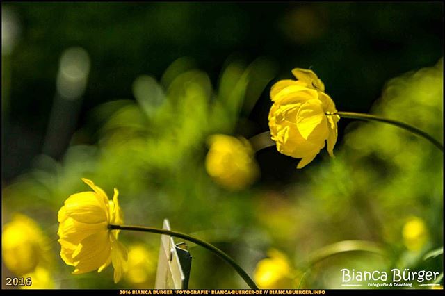 Yellow globe flowers bloom softly in a serene garden setting. A close-up captures their beauty with a blurred background.